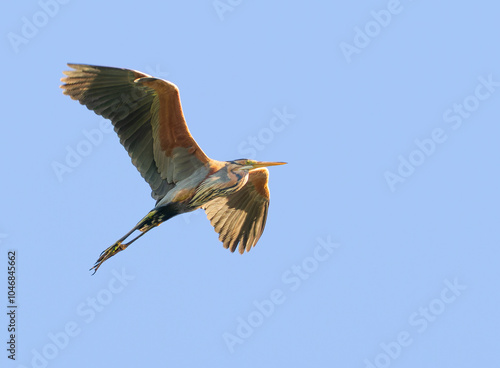 Purple heron, Ardea purpurea. A bird flies over the river against the sky photo