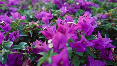 Wallpaper Mural Bugambilia Torontodigital.ca