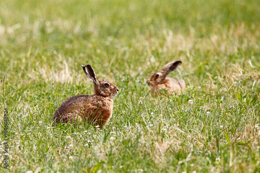 Two European Hares in a field of grass. Taken near Salisbury, England. Two European Hares in a field of grass. Taken near Salisbury, England.