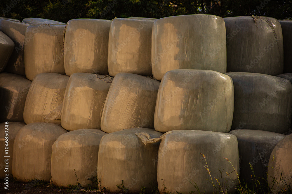 Bales of hay wrapped in plastic sit on a farm, showcasing modern agricultural practices. Bales of hay wrapped in plastic sit on a farm, showcasing modern agricultural practices.