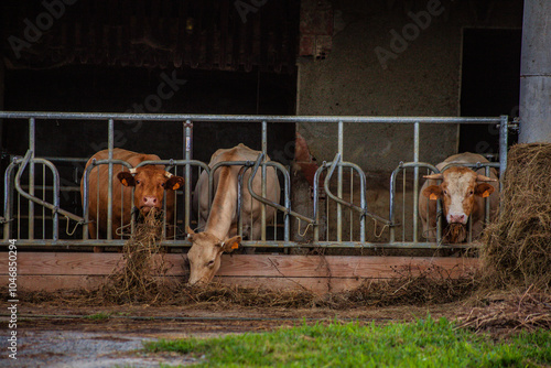 White cows peacefully grazes in a lush green farm field under bright sunlight. picturesque rural scene. Farming