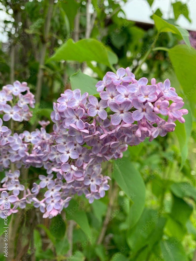 Fototapeta premium lilac flowers in the garden