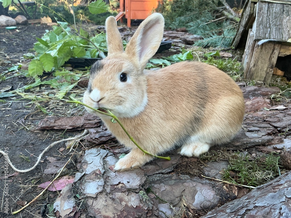 Obraz premium Süßer kleiner Hase