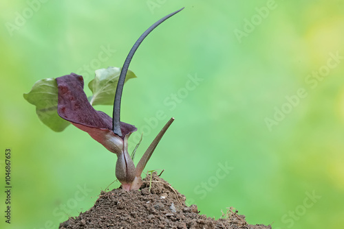 The beauty of the rat taro flower with a purplish red color. This plant that lives in the bushes has the scientific name Typhonium blumei. photo