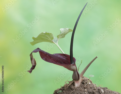 The beauty of the rat taro flower with a purplish red color. This plant that lives in the bushes has the scientific name Typhonium blumei. photo