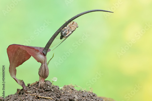 An evening cicada is perched on a purplish red rat taro flower. This insect has the scientific name Tanna japonensis.
 photo