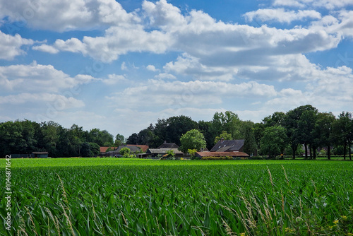 Typical agricultural landscape with farm of eastern part of Dutch province North Brabant