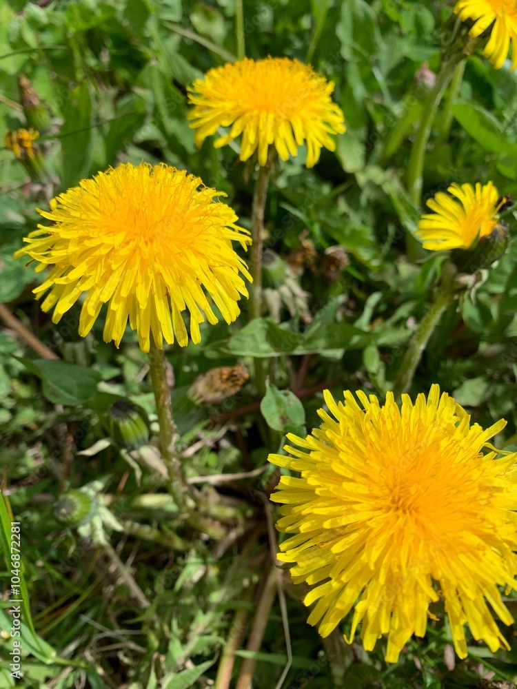 dandelions in the grass dandelions in the grass