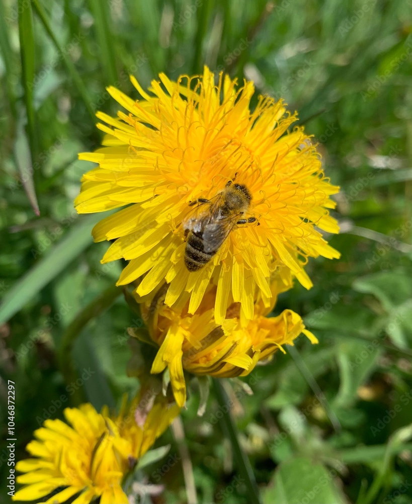 bee on dandelion bee on dandelion