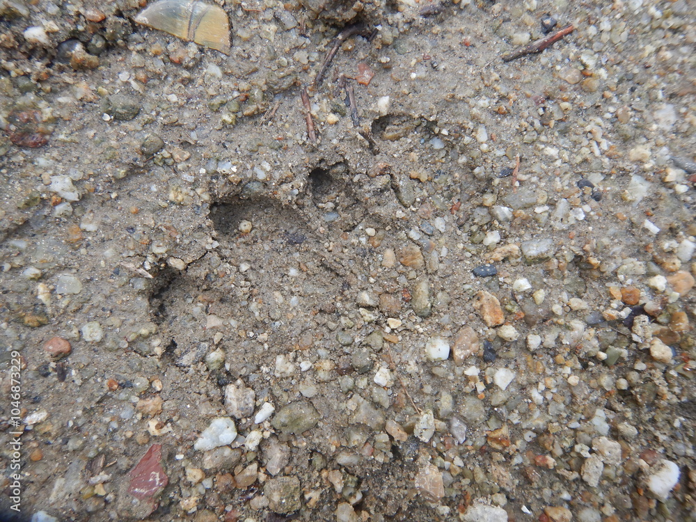 雨上がりの地面に残された猪の足跡 雨上がりの地面に残された猪の足跡