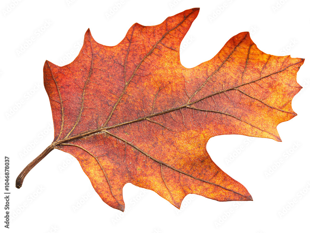 a close up of a leaf