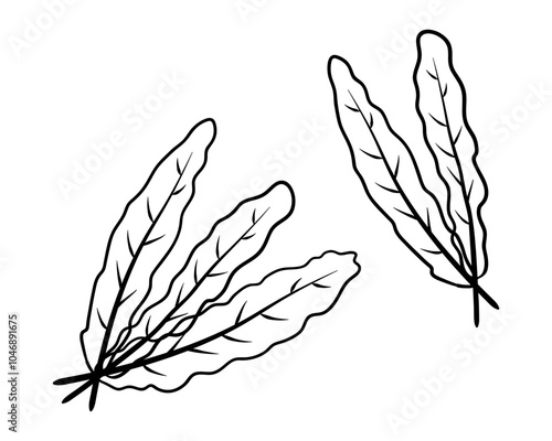 Kale lettuce leaves Black line Vector isolated illustration. Theme vegetables, lettuce, health, greens