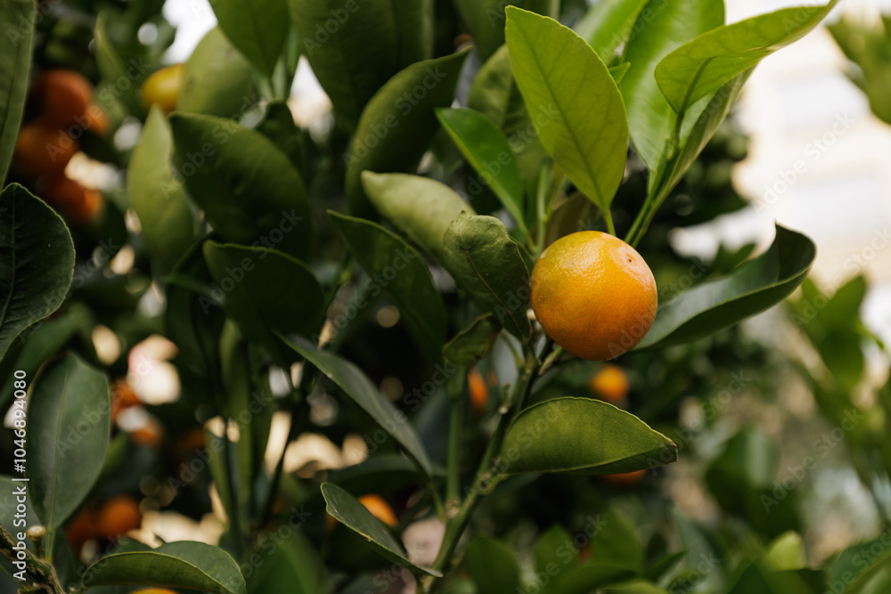 Close up of mandarin orange hanging on a tree branch, surrounded by vibrant green leaves Close up of mandarin orange hanging on a tree branch, surrounded by vibrant green leaves