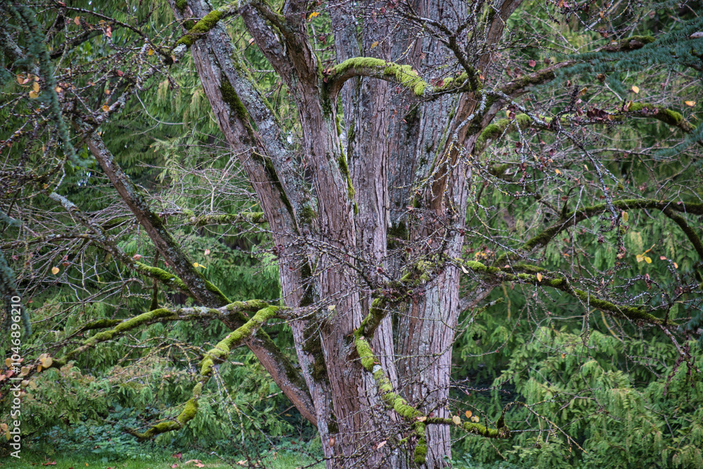 Fototapeta premium Bemooster Baum