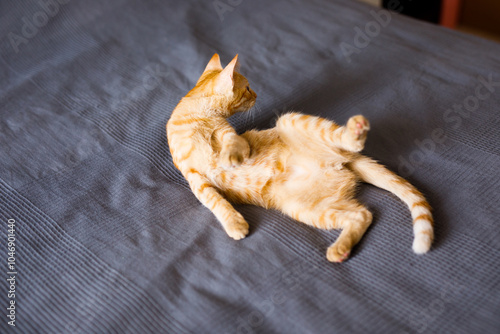 The red kitten lies on the gray blanket, looking around interestedly and wants to play photo