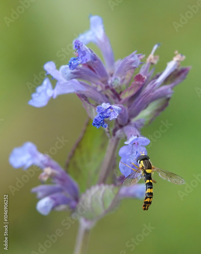 A long hoverfly, sphaerophoria scripta, feeding on catmint against a defocused green background.  photo