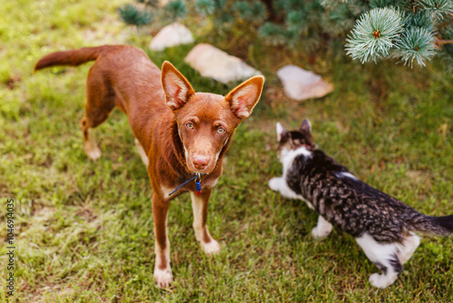 Australian Kelpie puppy lying outside on green lawn, playing with cats and having fun