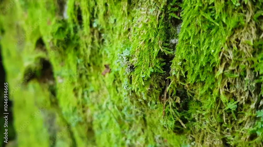 A detailed macro video of moss growing on rocks in the natural landscape of Sierra de Gredos, Spain, during autumn. A detailed macro video of moss growing on rocks in the natural landscape of Sierra de Gredos, Spain, during autumn.