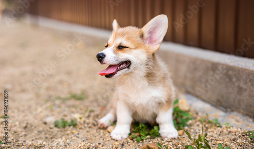 Corgi baby dog wait for someone in summer sunny day