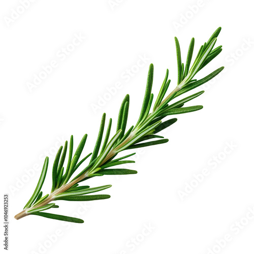 Obraz na płótnie Fresh rosemary herb sprig, on transparent background. w salonie