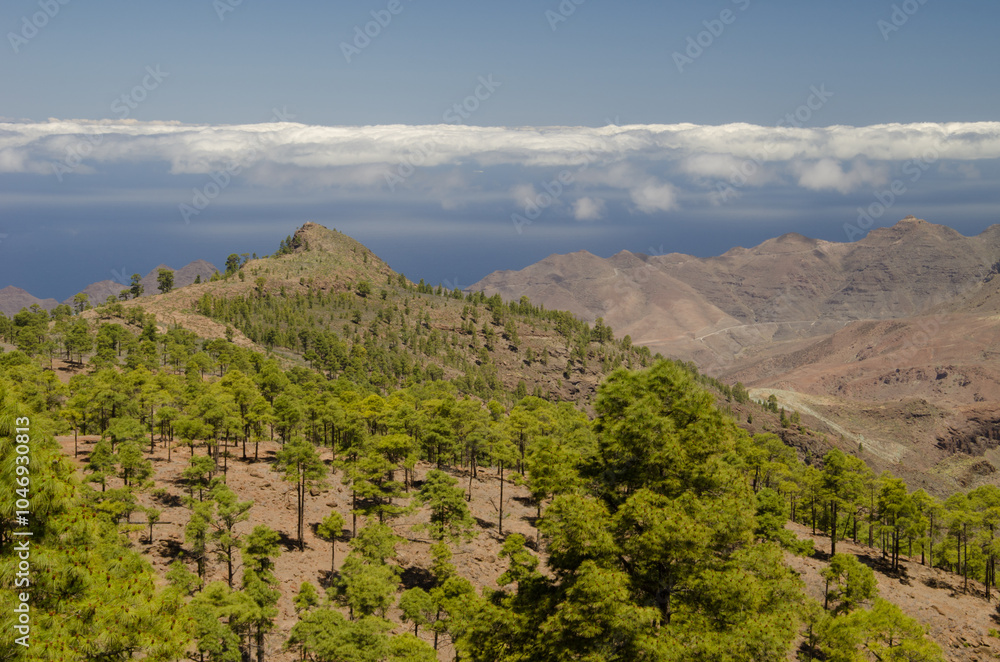 Forest of Canary Island pine Pinus canariensis, Lomo del Viso and cliffs of La Aldea de San Nicolas. Gran Canaria. Canary Islands. Spain. Forest of Canary Island pine Pinus canariensis, Lomo del Viso and cliffs of La Aldea de San Nicolas. Gran Canaria. Canary Islands. Spain.