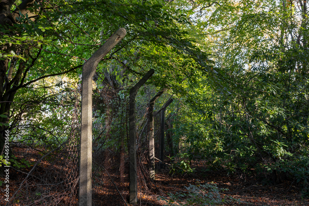 Obraz premium Overgrown abandoned rusty broken security chain link fence with concrete posts in dense wood or forest