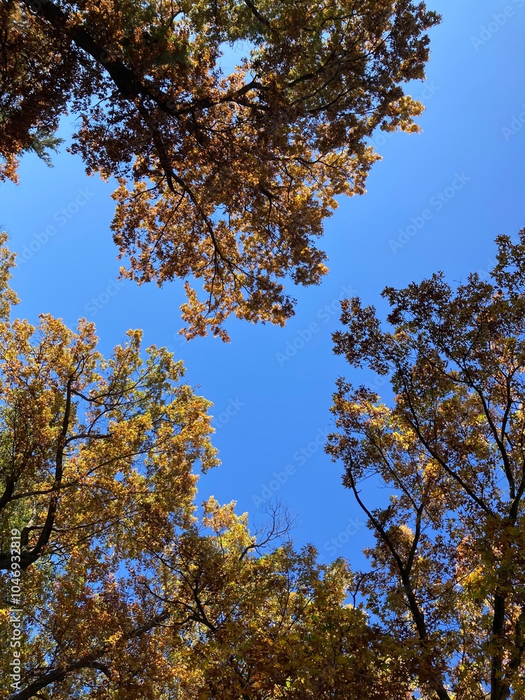 Obraz premium autumn leaves against sky
