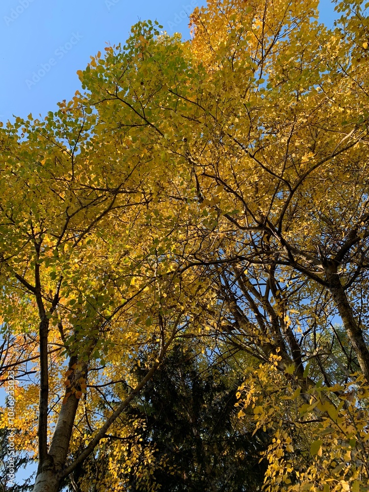 autumn trees in the park autumn trees in the park