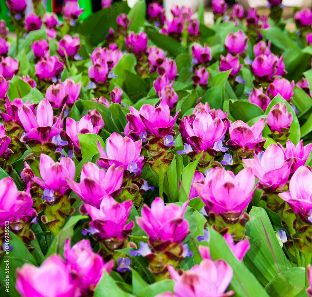 Obraz premium Purple ginger flowers are a natural beauty that grows seasonally.