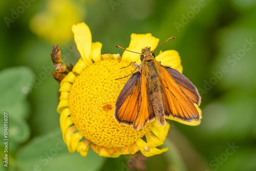 Small Skipper - Thymelicus sylvestris, beautiful orange small butterfly from European meadows and gardens, Zlin, Czech Republic. photo