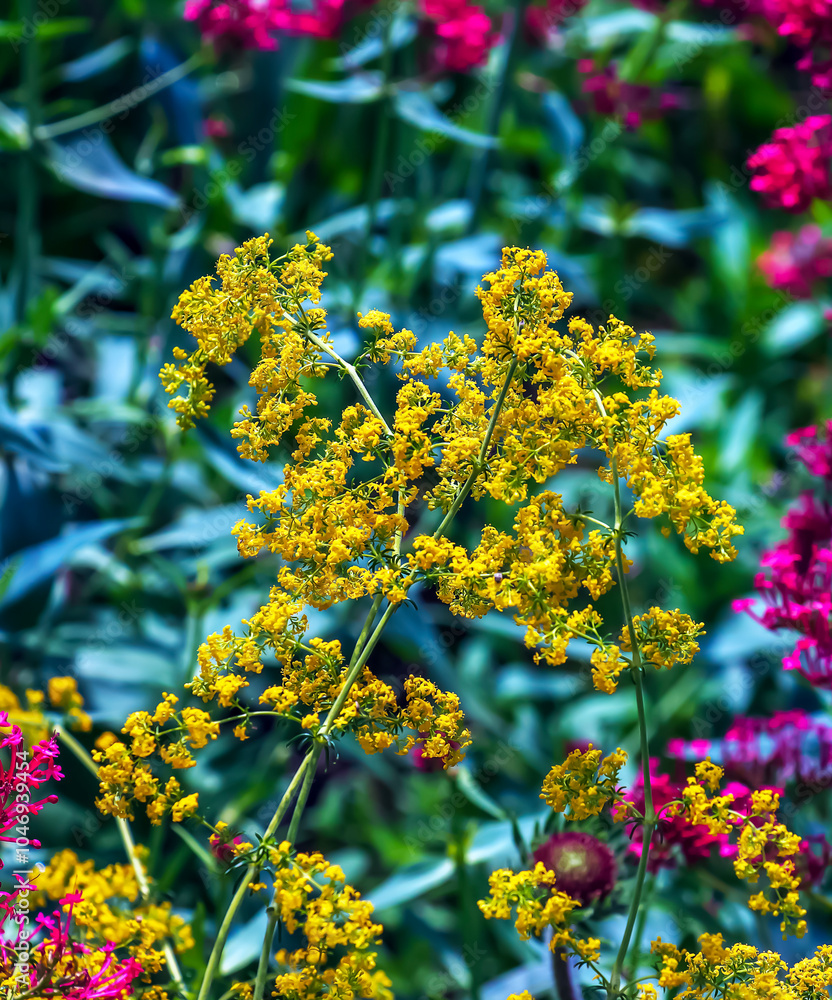 Thalictrum flavum. A perennial tall plant with yellow small flowers blooms in summer in nature Thalictrum flavum. A perennial tall plant with yellow small flowers blooms in summer in nature
