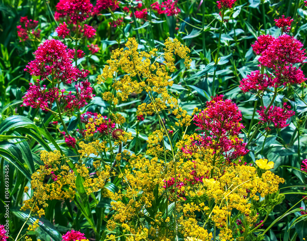 Thalictrum flavum. A perennial tall plant with yellow small flowers blooms in summer in nature Thalictrum flavum. A perennial tall plant with yellow small flowers blooms in summer in nature