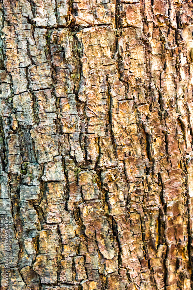 Obraz premium bark of a tree
