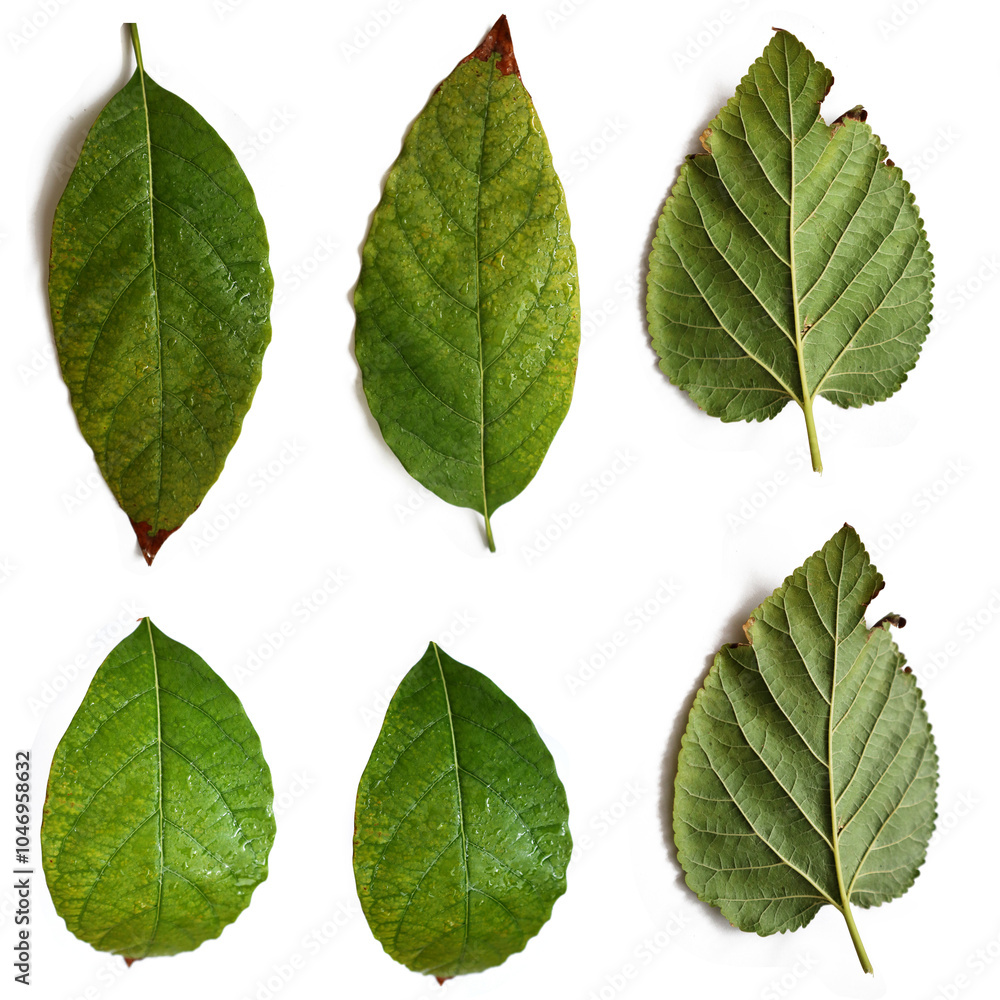 green leaves isolated on white background, set of leaves