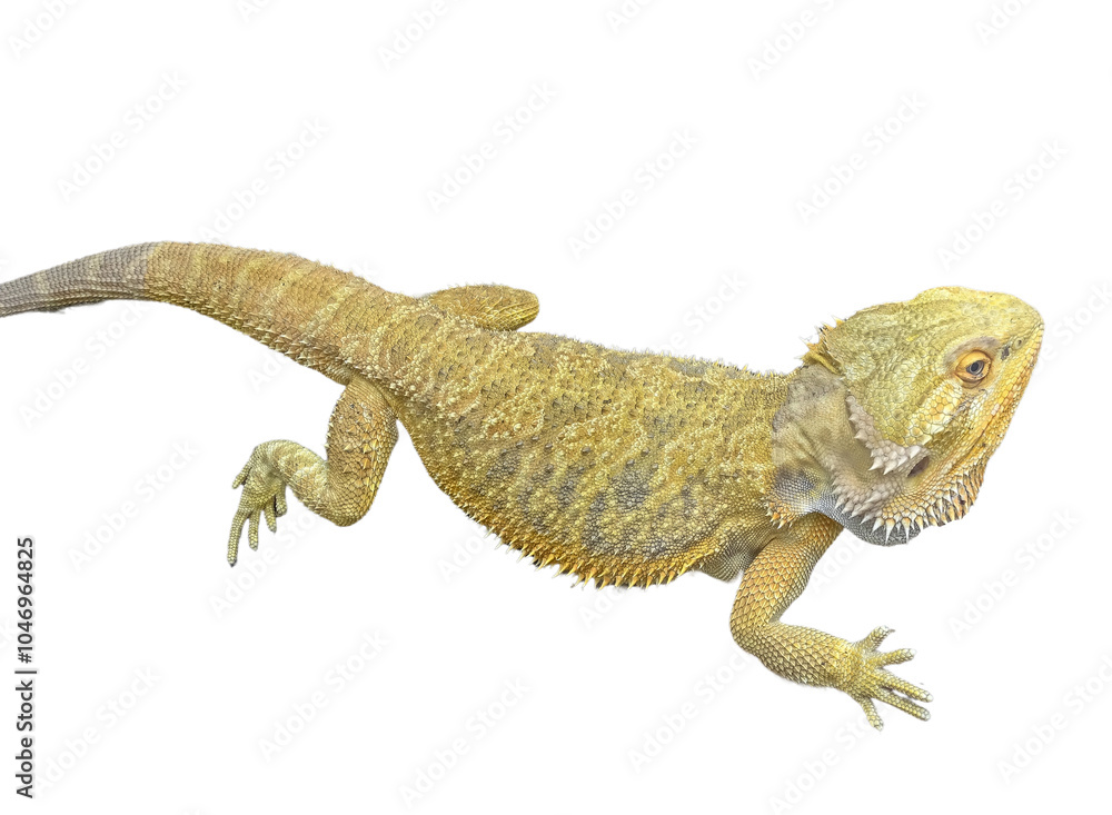 Fototapeta premium Agama lizard isolated on white background