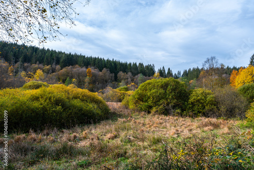 Herbstlicher Wald auf dem Wanderweg zu den Bieley-Felsen - Matterhorn der Eifel nahe Höfener Mühle auf der Narzissenroute