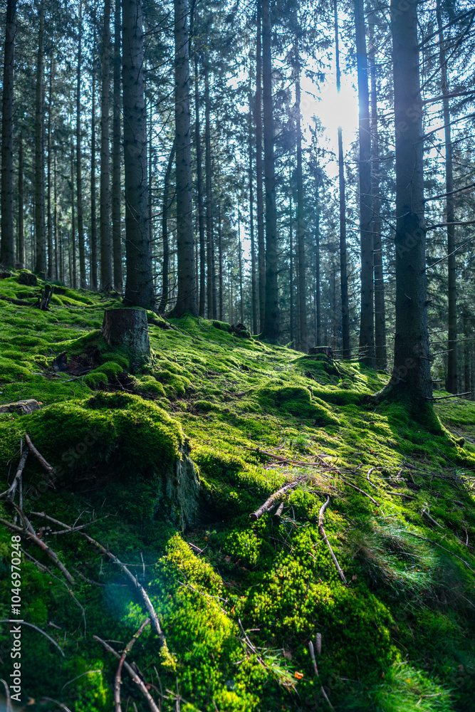 Obraz premium Herbstlicher Wald auf dem Wanderweg zu den Bieley-Felsen - Matterhorn der Eifel nahe Höfener Mühle auf der Narzissenroute