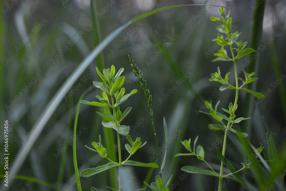Naklejka premium grass in the morning