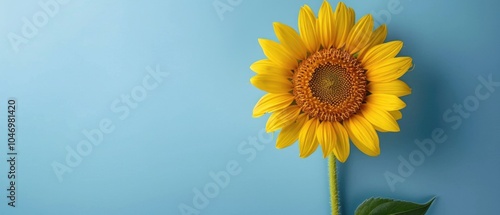 Single sunflower with green leaves on a light textured background. Floral and nature concept. Close up of sunflower or flower with yellow petal placed on yellow background. Floral decoration. AIG55.