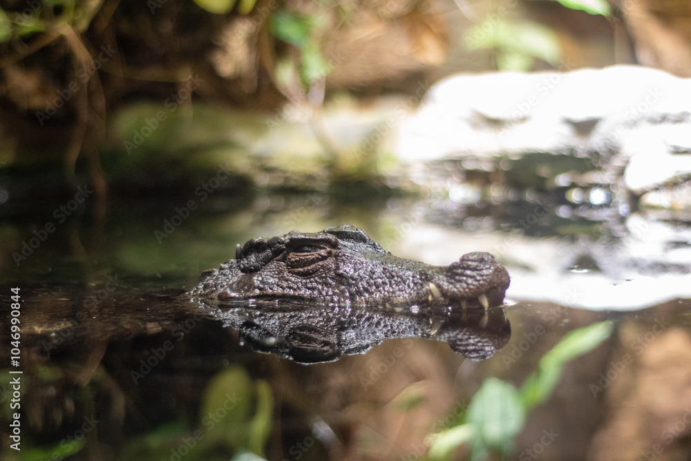 Obraz premium Crocodile in the water