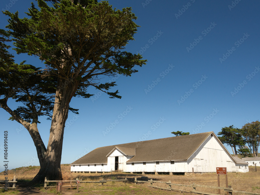 Obraz premium Standing Tall: Monterey Cypress Beside the Historic Hay Barn