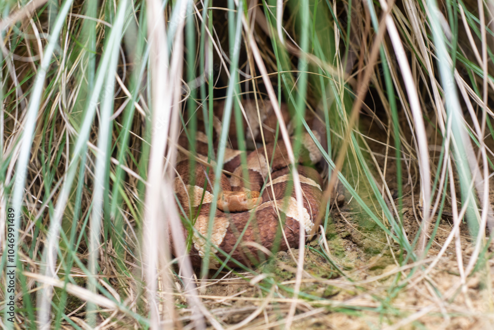 Snake in the wilderness close up Snake in the wilderness close up