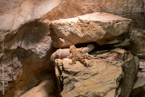 Lizard close up in wilderness