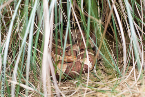Snake in the wilderness close up