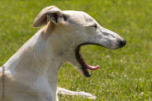 Portrait of a yawning whippet dog photo