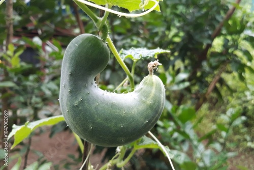 Close-up of cucumber growing and hanging on tree 