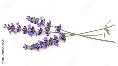 Lavender Flowers photo