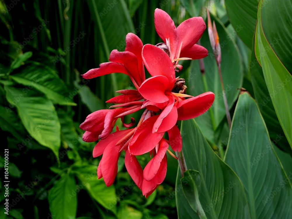 Obraz premium red lily