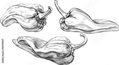 Pepper ink hand drawn collection. Isolated paprika illustration element on white background set.