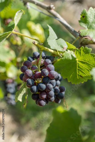 Wallpaper Mural black vine grape in vineyard near Durbach, Germany Torontodigital.ca